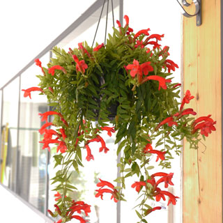 hanging-plants