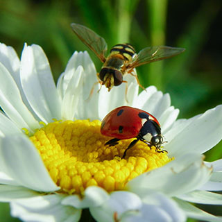 beneficial-plants-supporting-garden-biodiversity