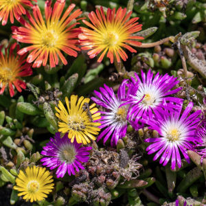 iceplant-delosperma