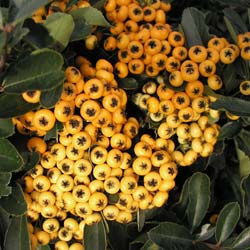 pyracantha-firethorn-shrubs