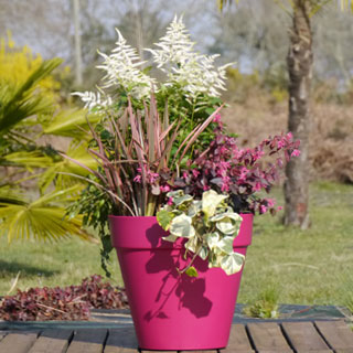 which-plants-to-have-flowers-in-spring-planters