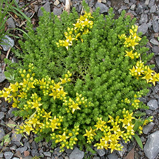 sedum-stonecrop