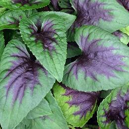 violet-bedding-pansy-viola-perennial-plants
