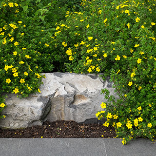 ground-cover-perennials