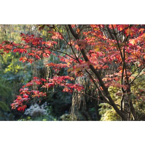 The Japanese Maples