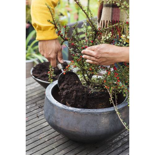 Make your potted plants more beautiful