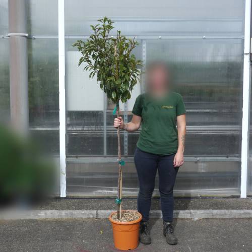Plum tree 'Lovita'