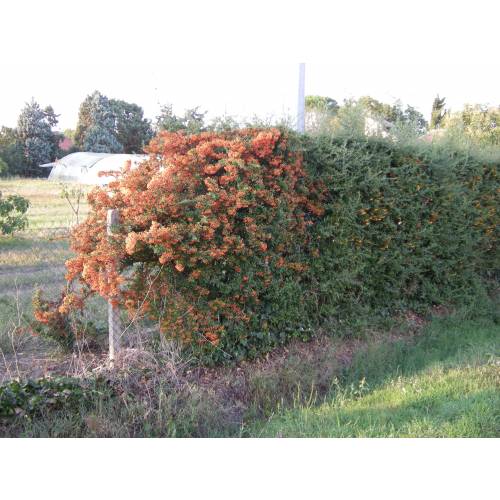 Firethorn Orange