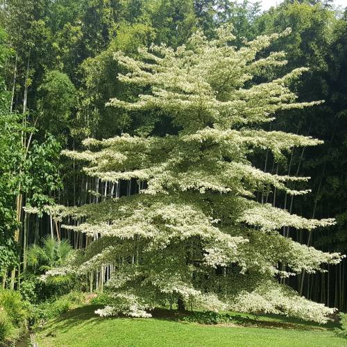 Wedding Cake Tree