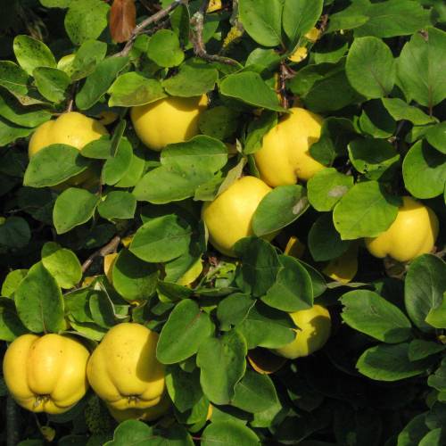 Quince Tree