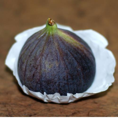 Fig tree 'Violette de Sollis'