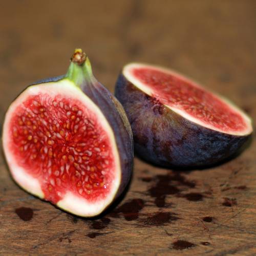Fig tree 'Violette de Sollis'