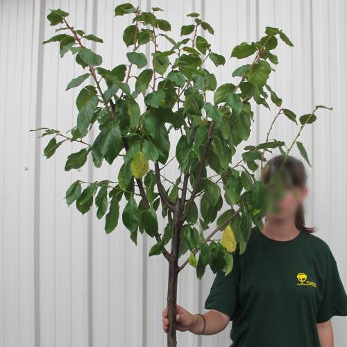Plum tree 'Prsident'