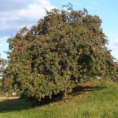 Apple tree 'Belle de Boskoop'