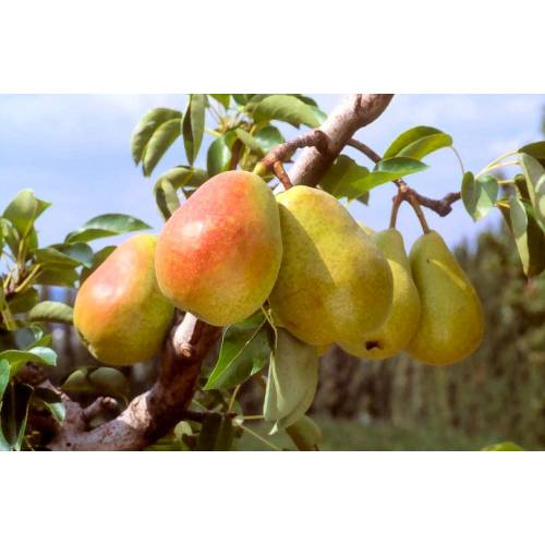 Pear tree 'Doctor Jules Guyot'