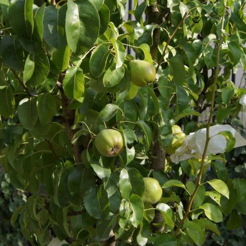Pear tree 'Doyenne du Comice'