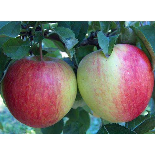 Apple tree 'Corail Pinova'