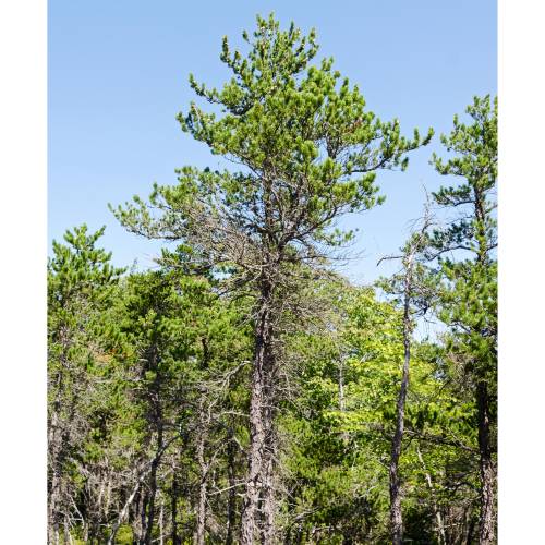 Pine, Jack