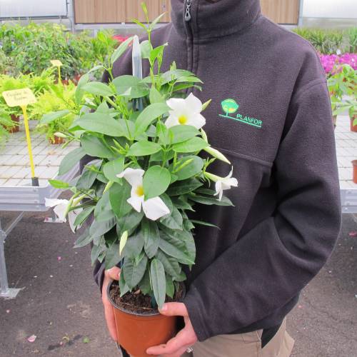 Dipladenia White