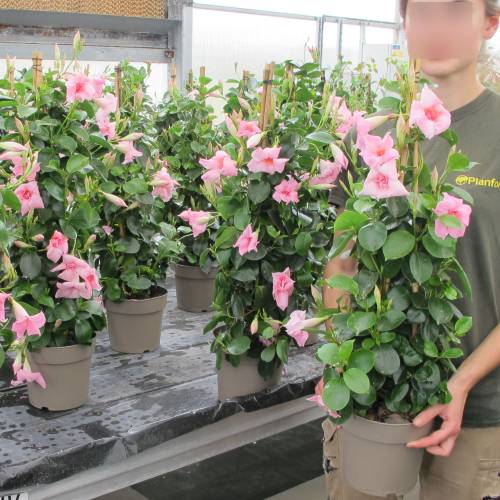 Dipladenia Pink