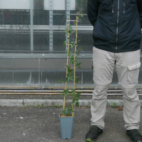 Passion flower, Blue