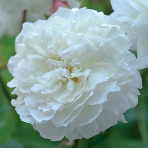 Rose 'Susan Williams-Ellis'