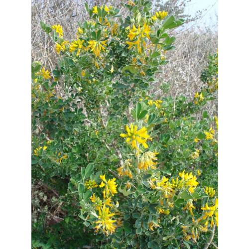 Moon Trefoil