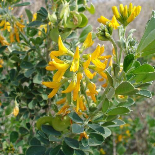 Moon Trefoil