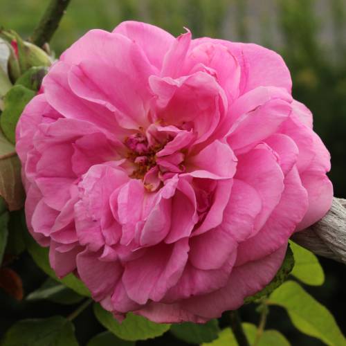 Rose 'Gertrude Jekyll'