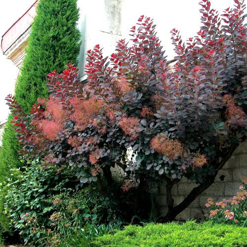 Hedge, flowering 'Julie'