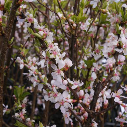 Hedge, flowering 'Julie'