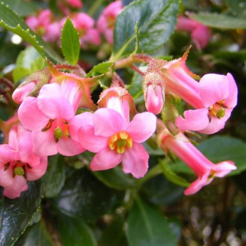 Hedge, flowering 'Julie'