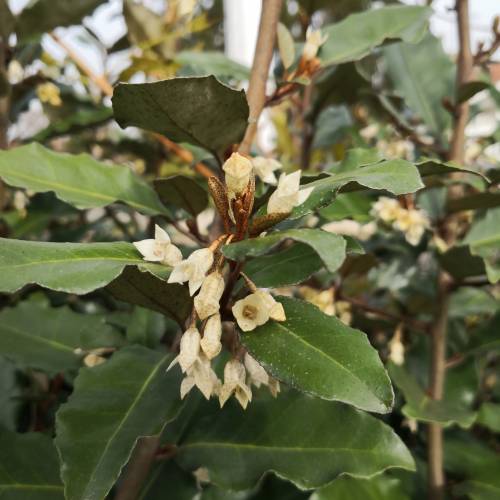 Hedge, flowering  'Emma'