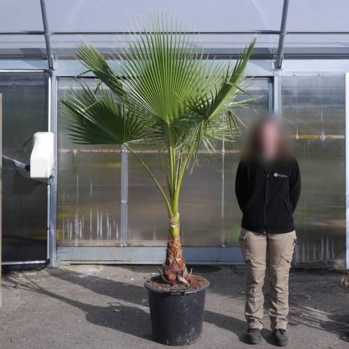 Palm, Skyduster