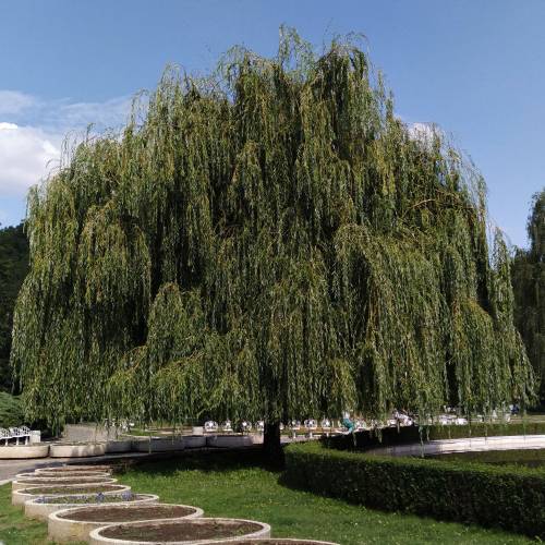 Willow, weeping