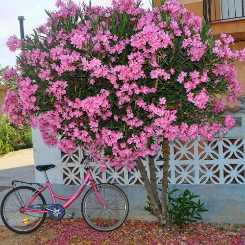 Rose Bay, Pink Flowers