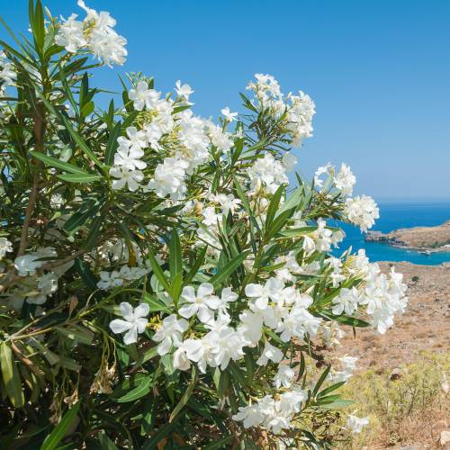 Rose Bay, White Flowers