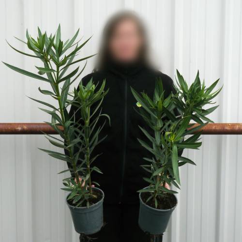 Rose Bay, Yellow Flowers