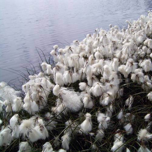 Grass, Common cotton