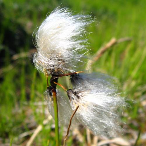 Grass, Common cotton