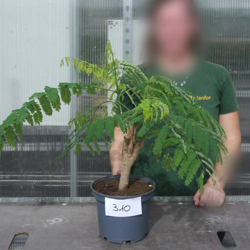 Royal Poinciana