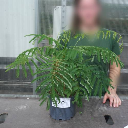 Royal Poinciana