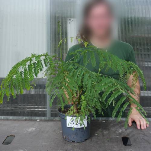 Royal Poinciana