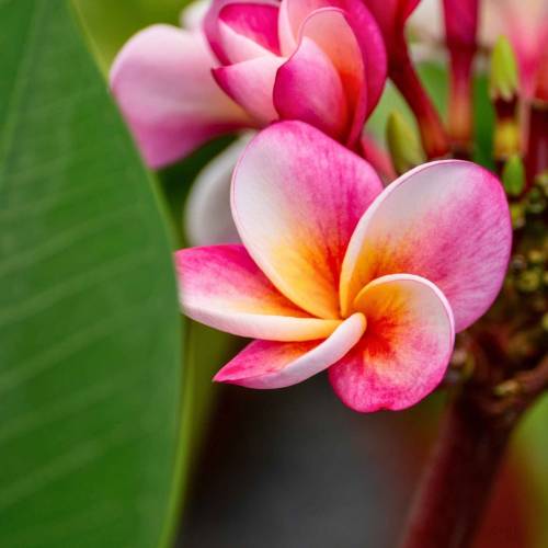 Frangipani, Pink