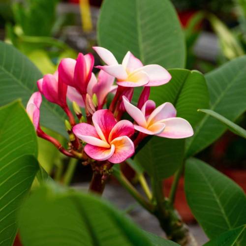 Frangipani, Pink