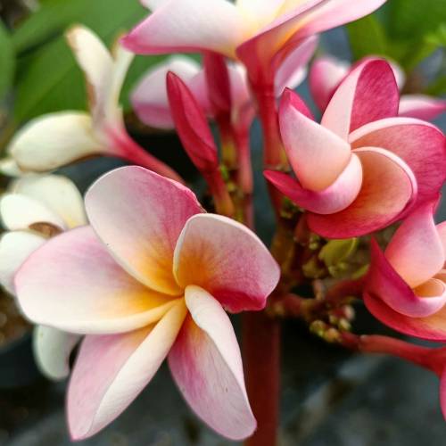 Frangipani, Pink