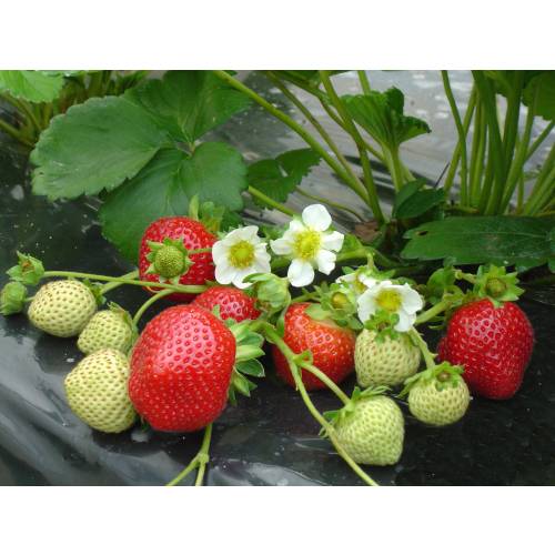 Strawberry plant 'Maestro'