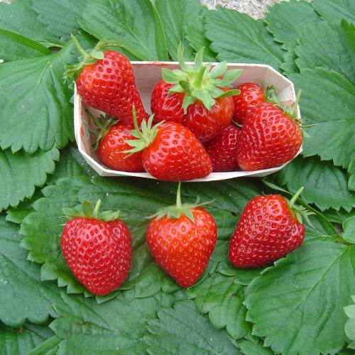 Strawberry plant 'Cijose'
