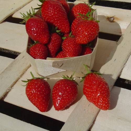 Strawberry plant 'Cirafine'