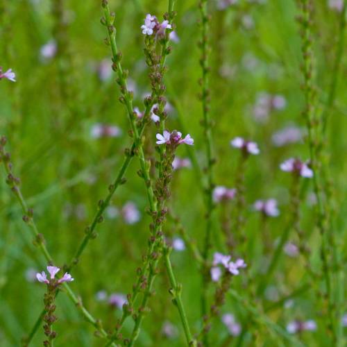 Vervain, Common